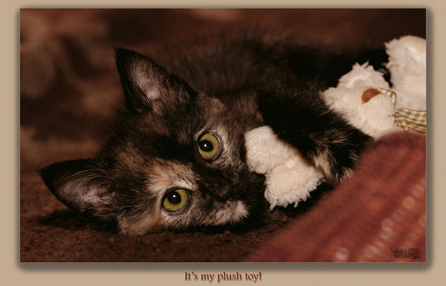 It's my plush toy!