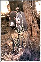 Beautiful Donkey