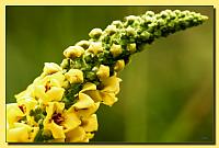 Yellow wild flower