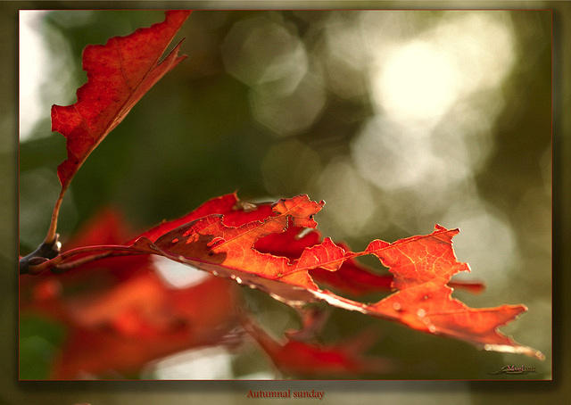 Autumnal sunday