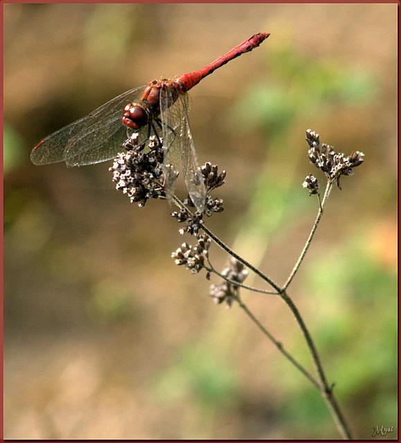 Deep red-brown: freedom