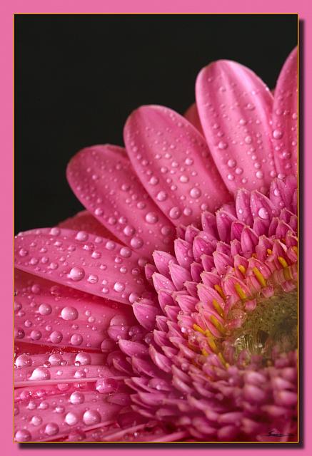 Classic pink flower