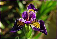 Modest Iris